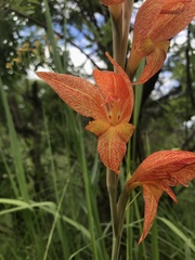 Gladiolus dalenii