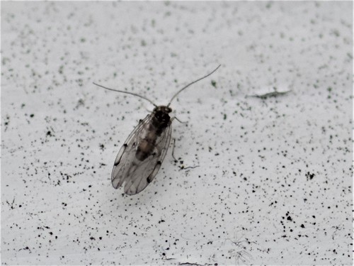 Peters' barklouse, Groesbeek, Nieuweweg 65, Nederland, photo 9 of 10