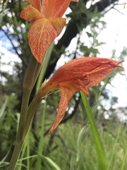 Gladiolus dalenii