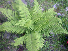 Microlepia strigosa