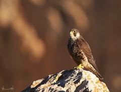 Falco peregrinus brookei