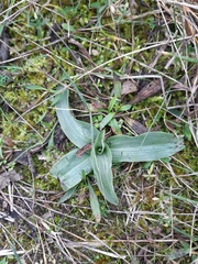 Ophrys apifera