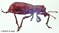 Aegorhinus vitulus
