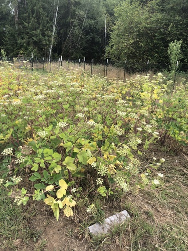 Peucedanum japonicum iNat (3)