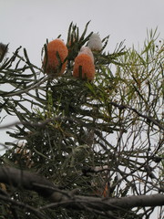 Banksia hookeriana