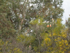 Banksia hookeriana