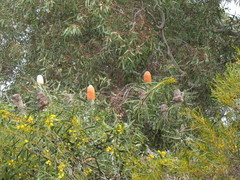 Banksia hookeriana