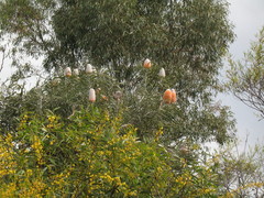 Banksia hookeriana