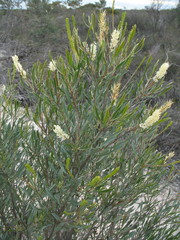 Grevillea biformis