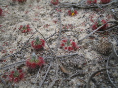 Drosera eneabba