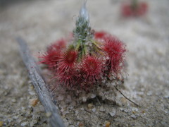Drosera eneabba