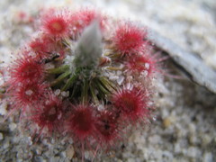 Drosera eneabba