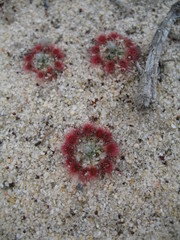 Drosera eneabba