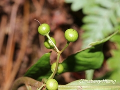 Ardisia chinensis
