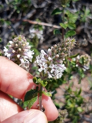 Mulguraea aspera longidentata
