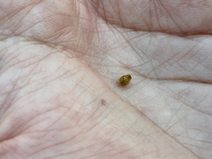 Mulguraea aspera longidentata