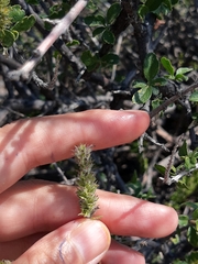 Mulguraea aspera longidentata