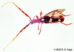 Achenoderus octomaculatus