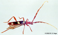 Achenoderus octomaculatus