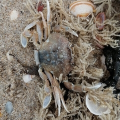 Liocarcinus vernalis
