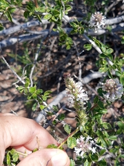 Mulguraea aspera longidentata