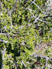 Mulguraea aspera longidentata