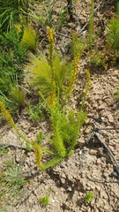 Microdon dubius