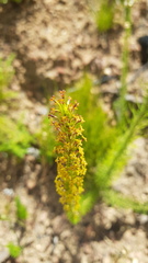 Microdon dubius