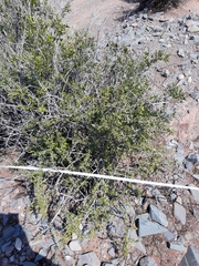 Mulguraea aspera longidentata