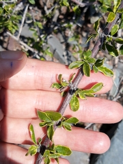 Mulguraea aspera longidentata