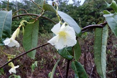 Odontadenia nitida