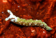 Thuridilla kathae