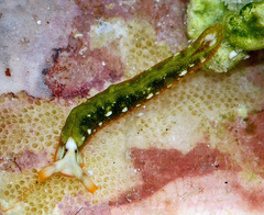 Thuridilla kathae