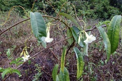 Odontadenia nitida