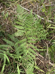 Pteridium