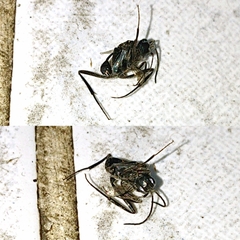 Evania appendigaster