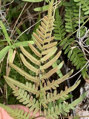 Pteridium