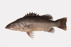 Hapuku Wreckfish photo 4