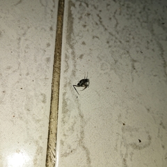 Evania appendigaster