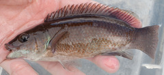 Tautogolabrus adspersus