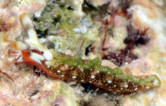 Thuridilla kathae