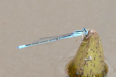 Pseudagrion assegaii