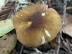 Pluteus fulvibadius
