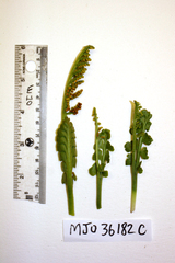 Botrychium minganense image