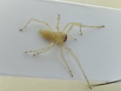 Cheiracanthium canariense