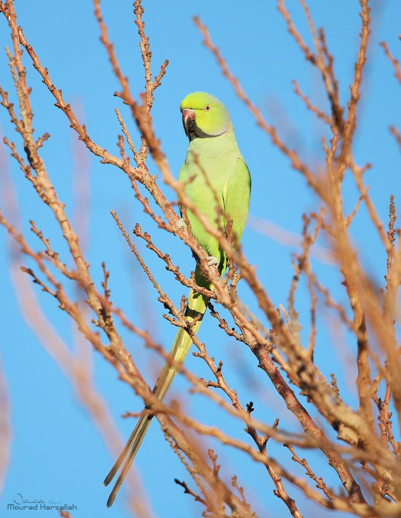 African Rose-ringed Parakeet