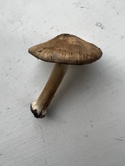 Inocybe mixtilis