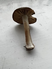 Inocybe mixtilis