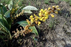 Byrsonima verbascifolia