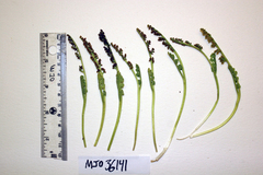 Botrychium pallidum image